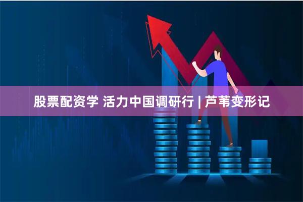 股票配资学 活力中国调研行 | 芦苇变形记